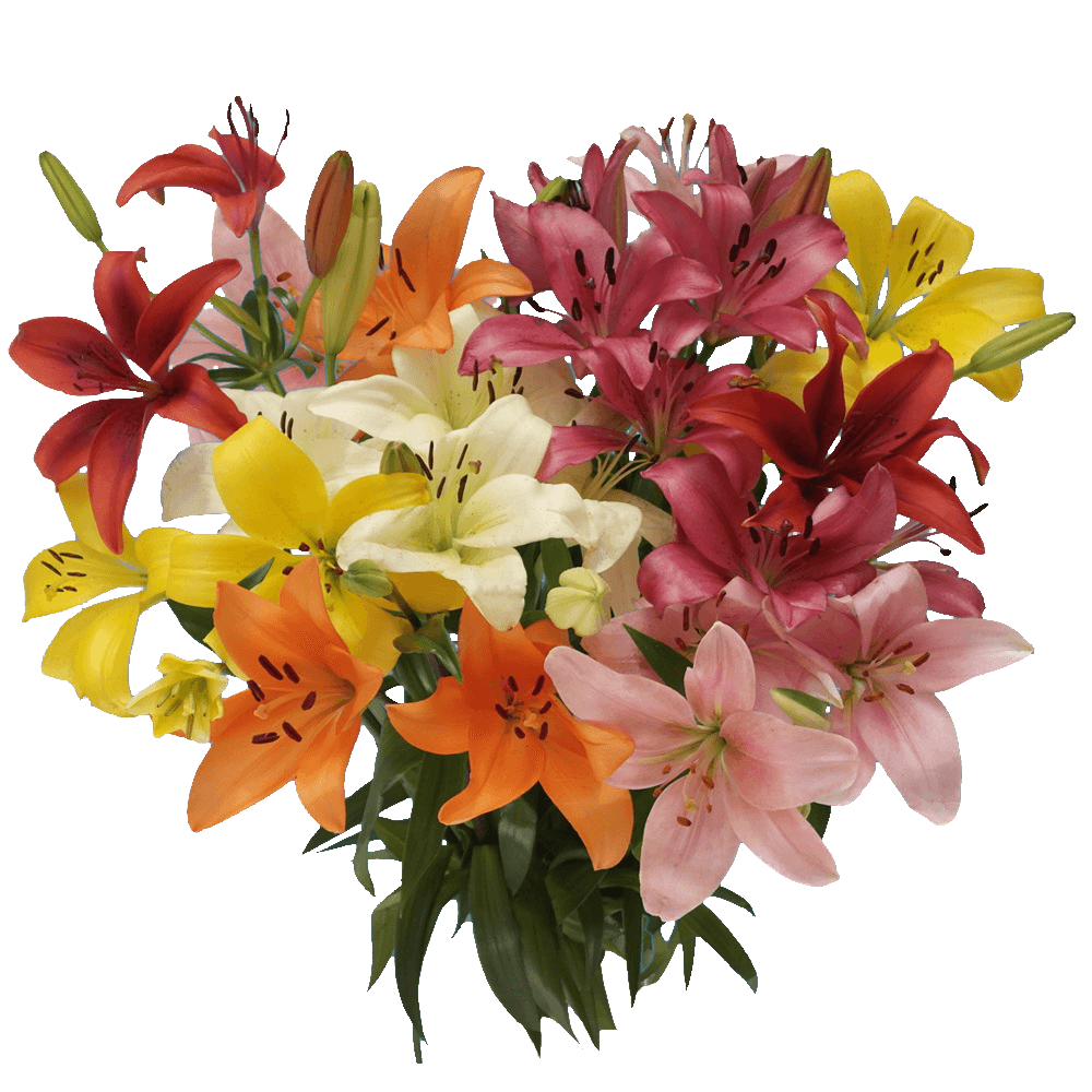 Assorted Color Asiatic Lilies - Image 5