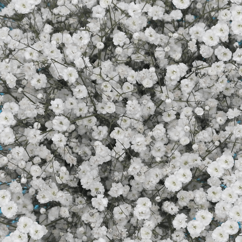 Gypsophila Excellence Baby's Breath - Image 2