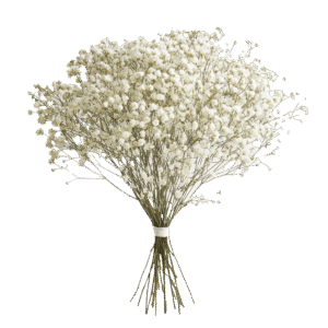Gypsophila Excellence Baby's Breath