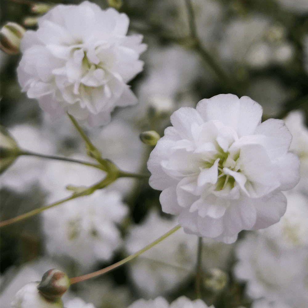 Gypsophila Excellence Baby's Breath - Image 4