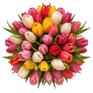 Tulips