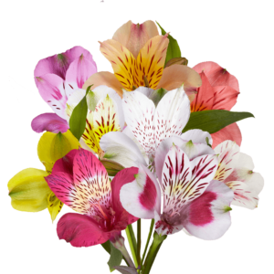 Alstroemerias Mix and Match Your Choice