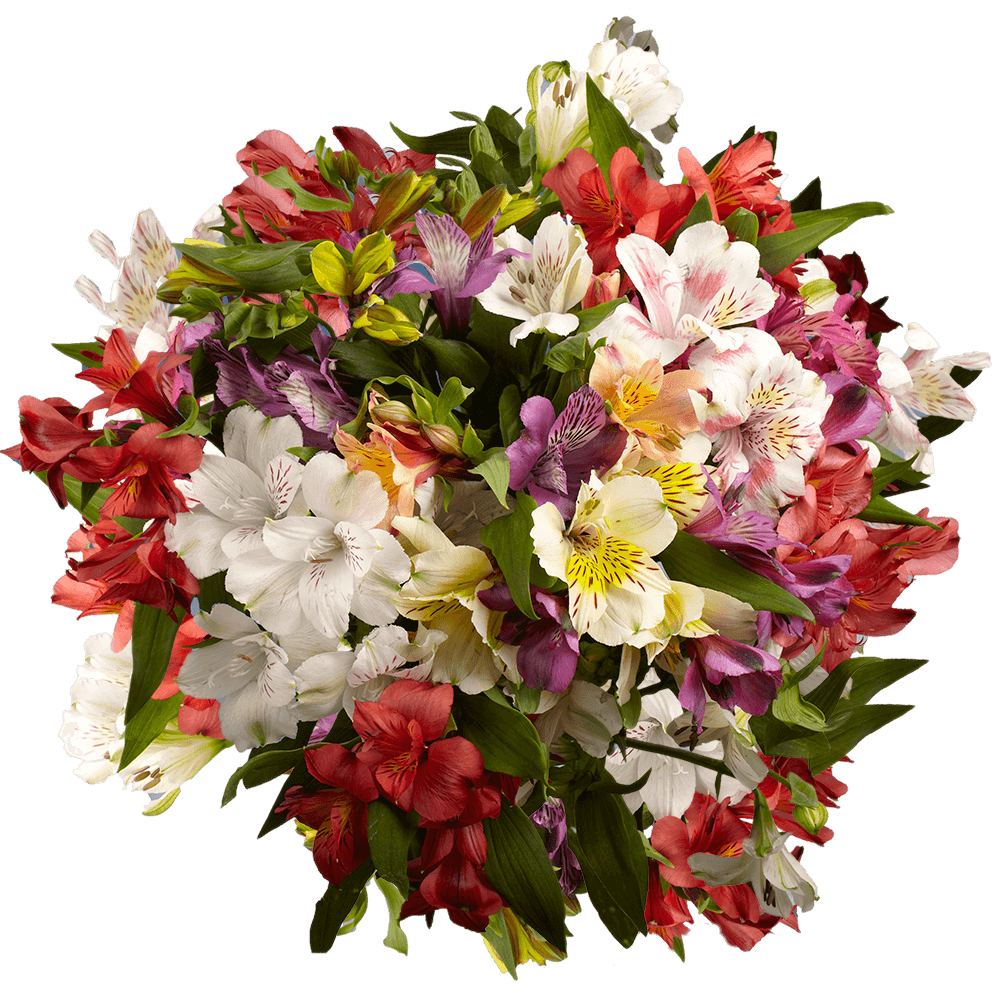Alstroemerias Mix and Match Your Choice - Image 4