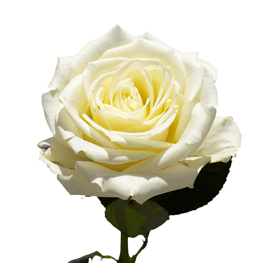 White Roses Bouquet - Image 3