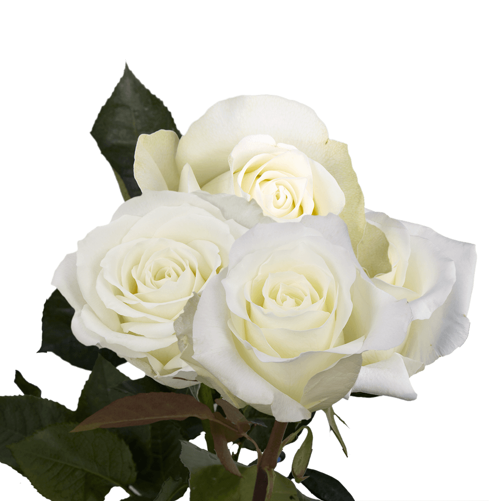 White Roses Bouquet - Image 4