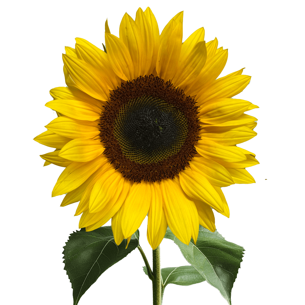 Sunlowers - Image 2