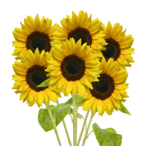 Sunlowers