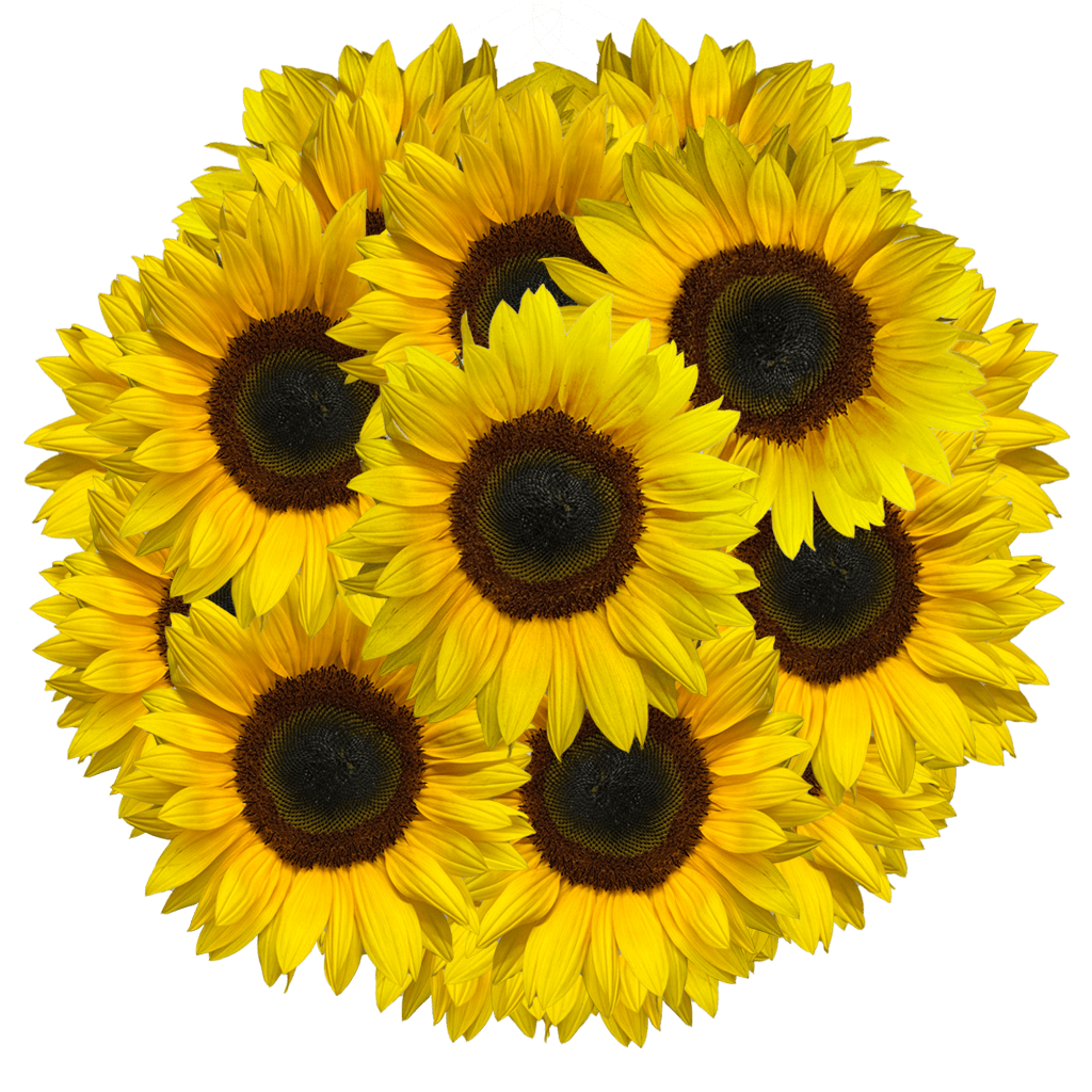 Sunlowers - Image 4