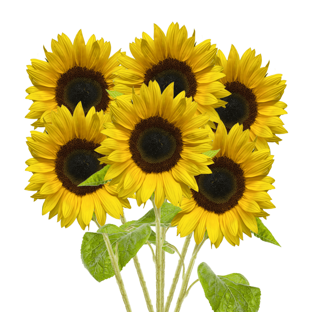 Sunlowers