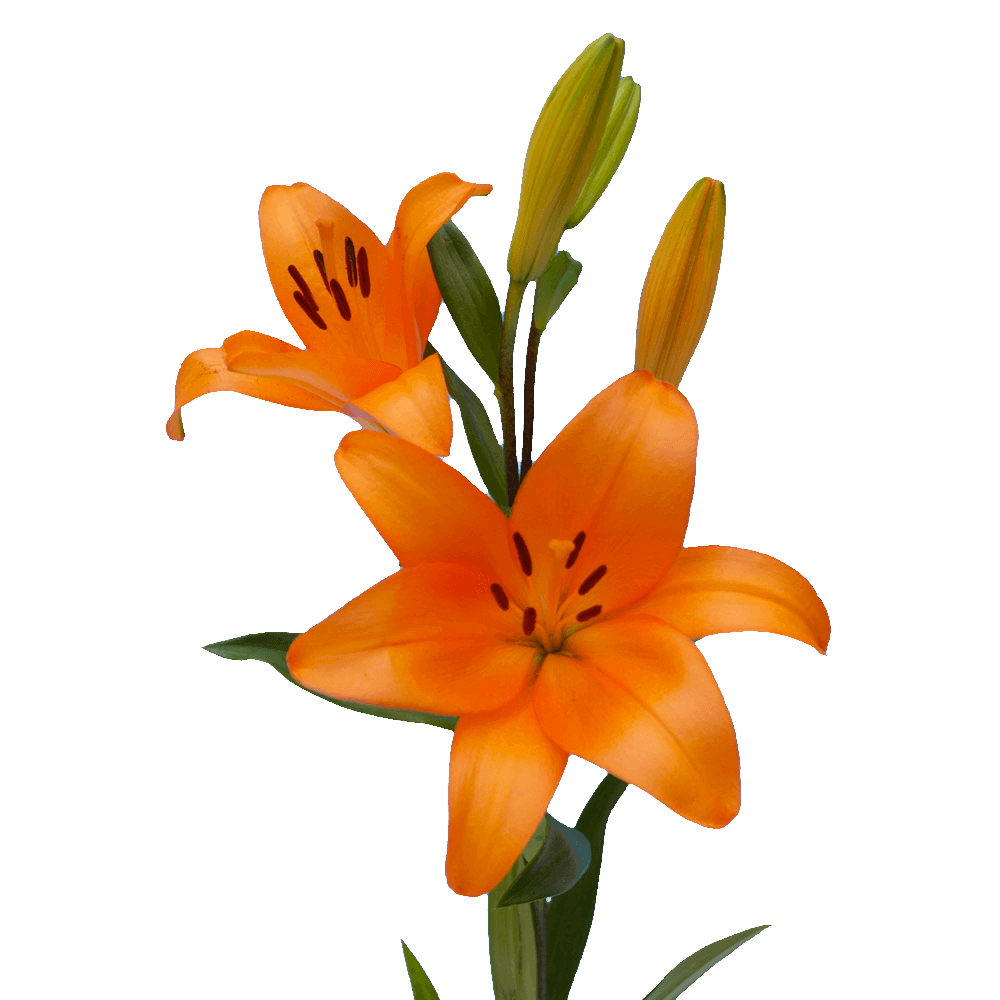 Orange Asiatic Lilies - Image 4