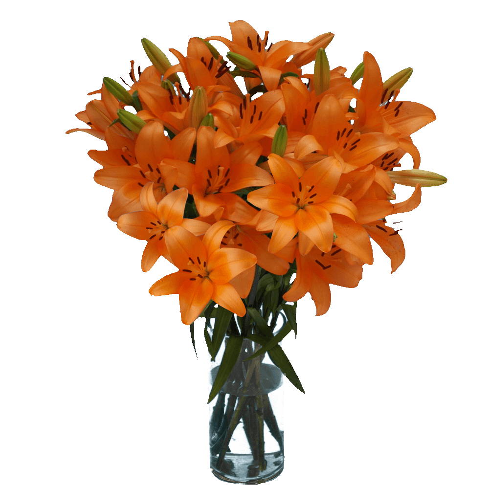 Orange Asiatic Lilies - Image 3