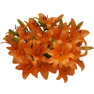 Orange Asiatic Lilies