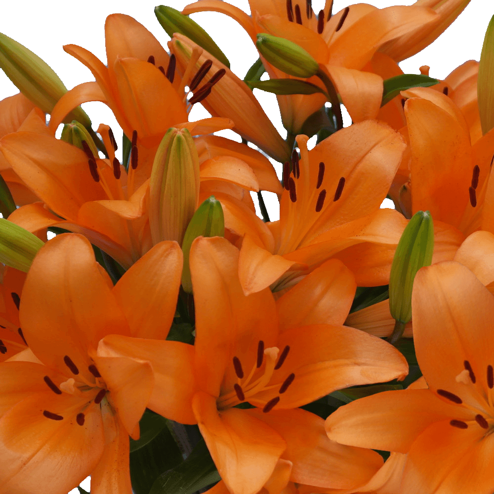 Orange Asiatic Lilies - Image 2