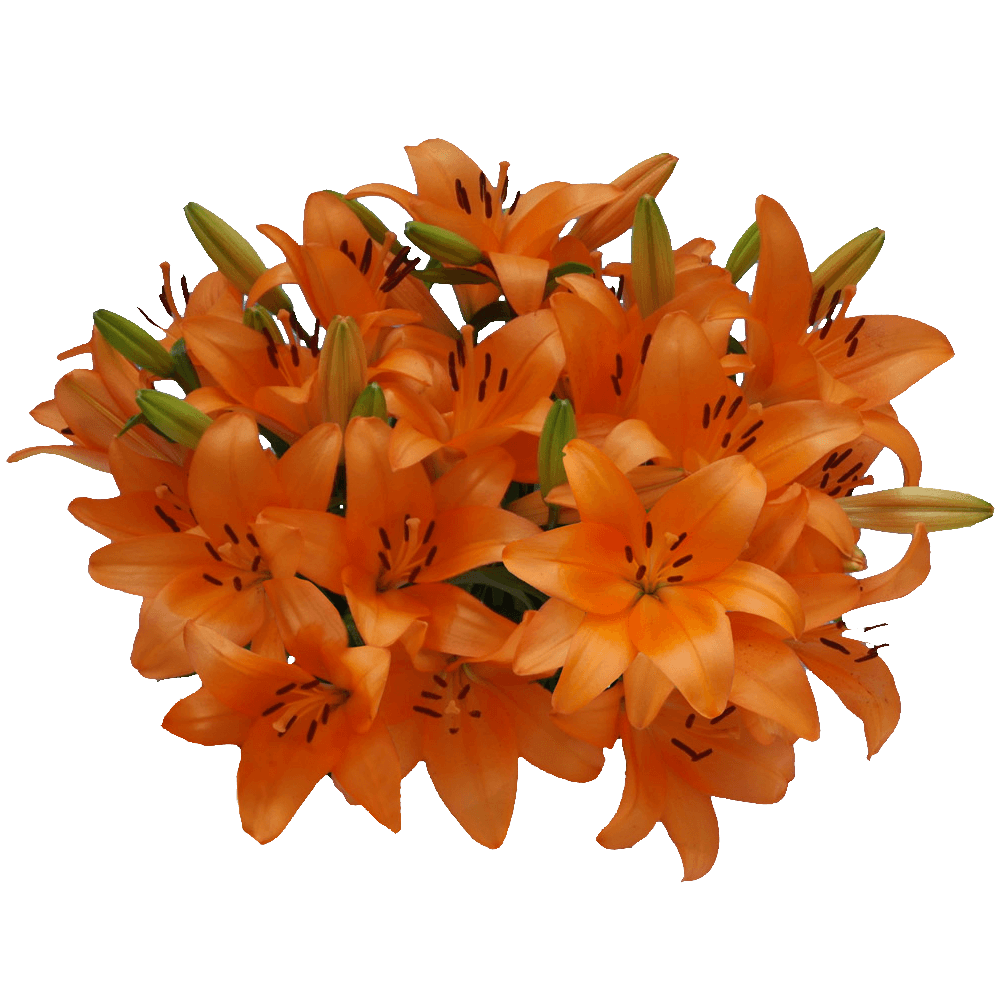 Orange Asiatic Lilies