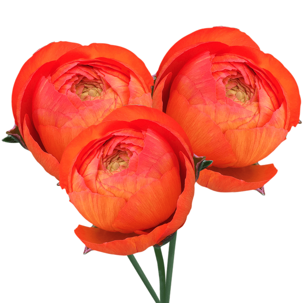 Orange Ranunculus - Image 2