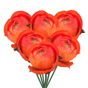 Orange Ranunculus