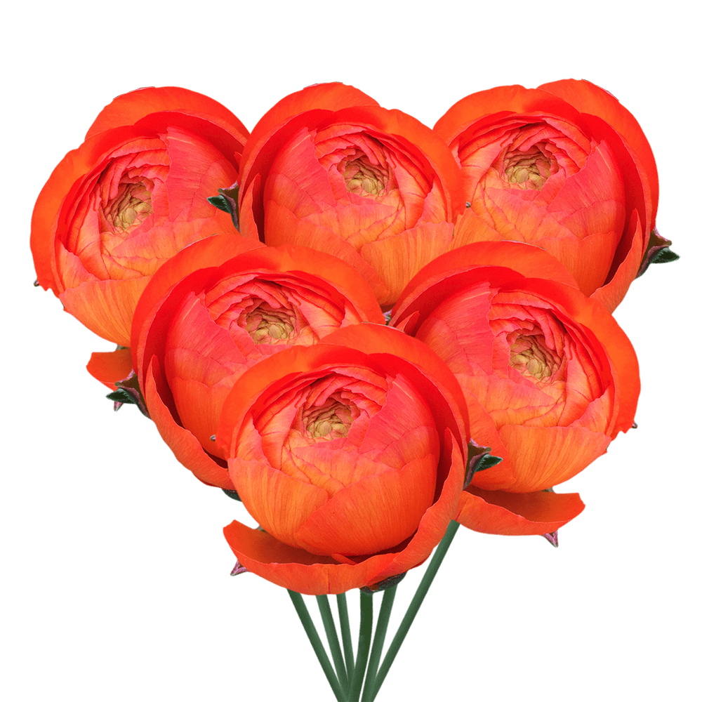 Orange Ranunculus