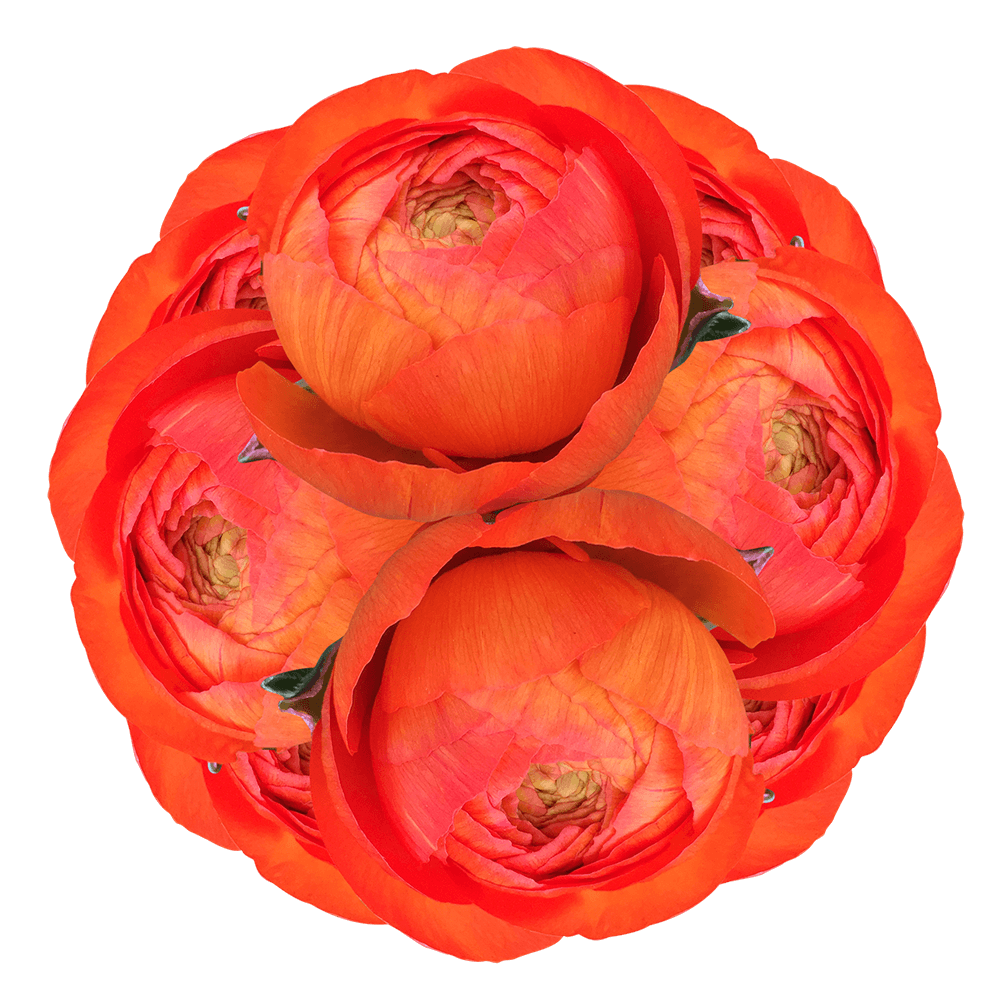Orange Ranunculus - Image 3