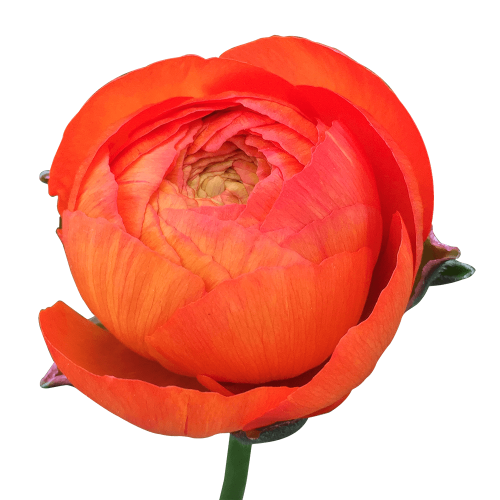 Orange Ranunculus - Image 4