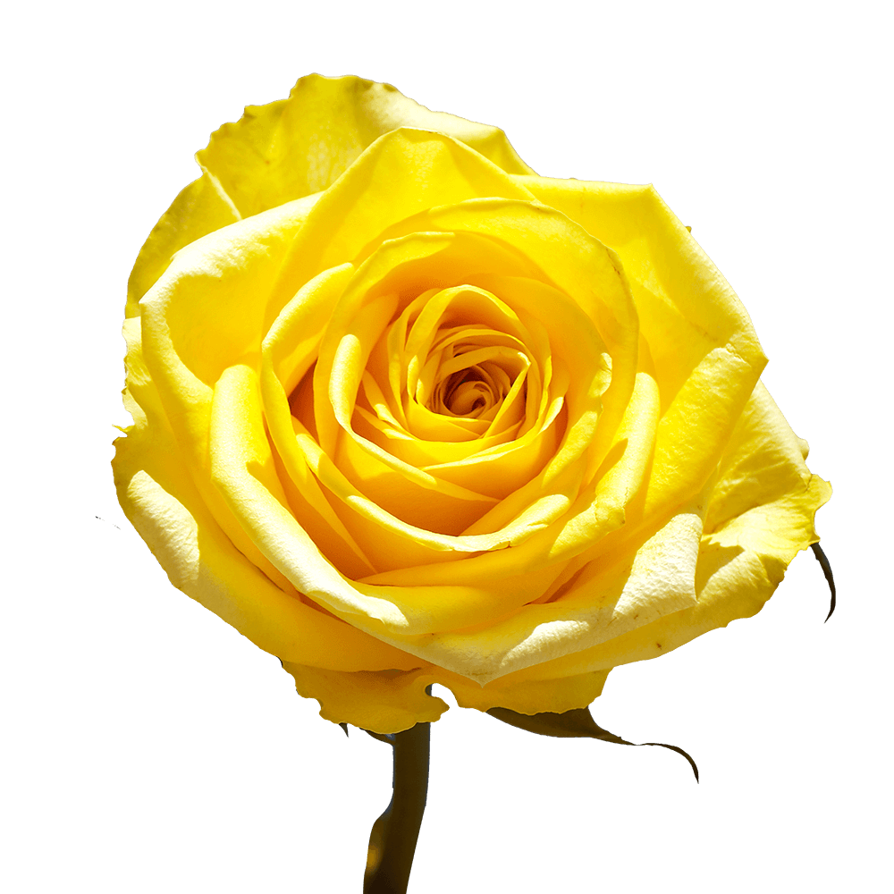 Yellow Roses Bouquet - Image 3