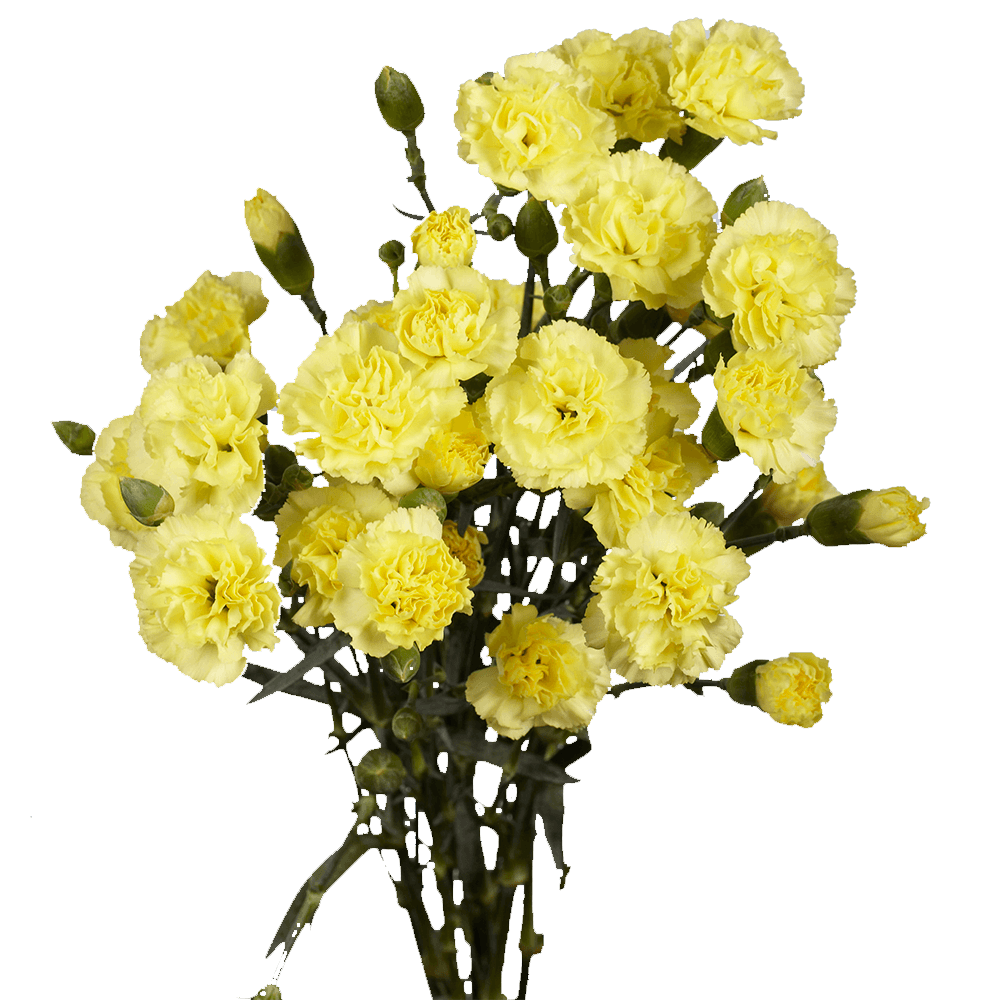Yellow Spray Carnations - Image 2
