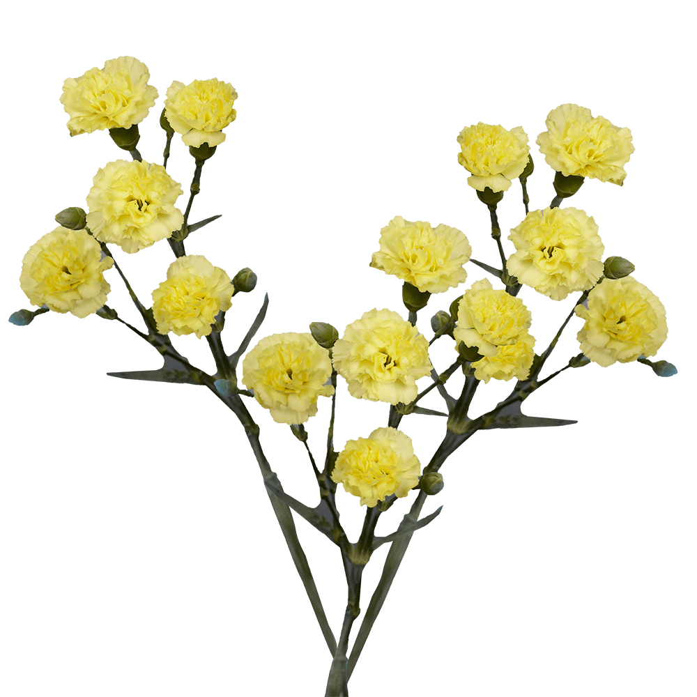 Yellow Spray Carnations - Image 3