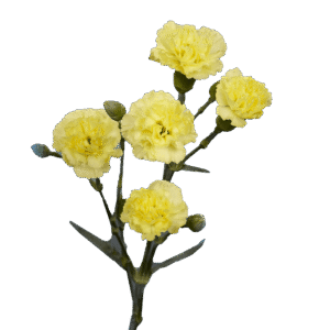 Yellow Spray Carnations