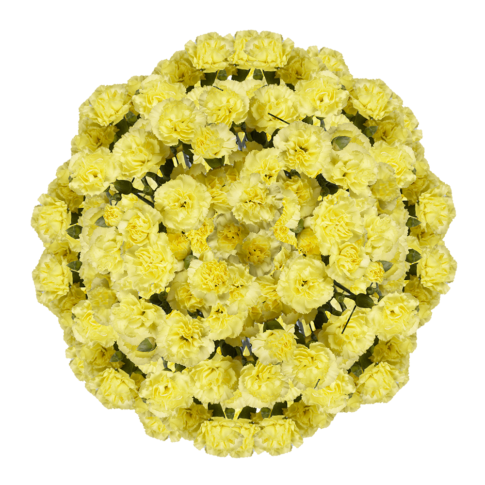 Yellow Spray Carnations - Image 4